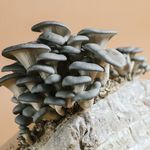 Cascadia Mushrooms