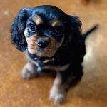 Cash The Cavalier