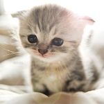 CUTE CATS & KITTENS