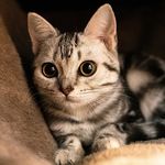 Cats | kitten | Enjoy 💜