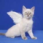 Cat Angels Pet Adoptions