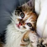 Cats | Kittens | Pet Lovers