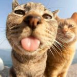 Funny Cat Photos & Videos