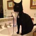 cats_in_sinks