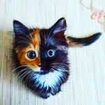 cats_of_insta