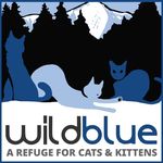 💙WildBlueCats!