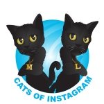 Cats Of Instagram