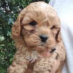 Winston the cavoodle