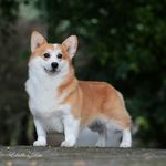 Celtic Fox Castle Corgi Kennel