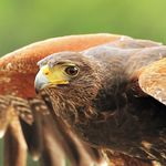 Center for Birds of Prey