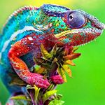 CHAMELEON LOVERS