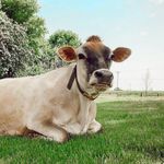 Chaney's Dairy Barn