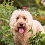 Charlie | Mini Goldendoodle