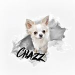 Chazz Chihuahua