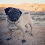 Chester The One-Eyed Pug