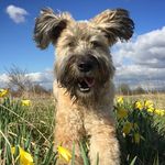 Chester Wheaten 🇨🇦