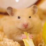 チエリ...＊* らんまる🐹おはな🐹もぐ🐹ぽぽろん