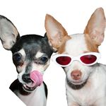 ChiPets - Let’s Talk Chihuahua