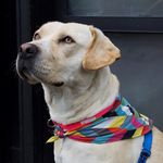 Chicagoland Lab Rescue