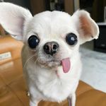 🐾 Chihuahua Cute