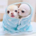 Chihuahua | Dogs | Puppies