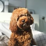 Chloé The Red Cavoodle