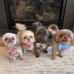 The Furtastic Four