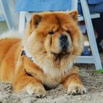 Chow Chow Moos