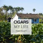 CigarsAreMyLife