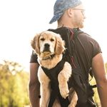 Mani the Golden. Nature. Dogs