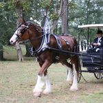 Clydesdale Carriages