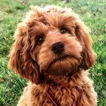 Cockapoo