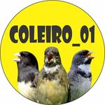 criador de coleiro 01