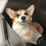 Cooper the Corgi