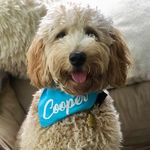 Cooper the Goldendoodle