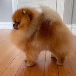 Copper the pom