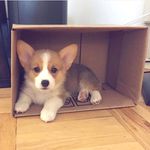 Corgi Plus