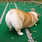 Corgi Butts 🍑