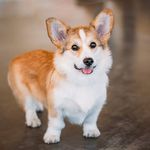 Corgi Lovers