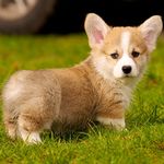 Corgi FTW