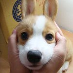 Corgi