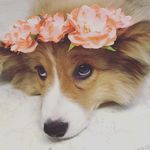 Abbey the Corgi