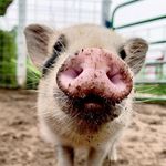 Cotton Branch Farm Sanctuary