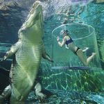 Crocosaurus Cove | Darwin NT