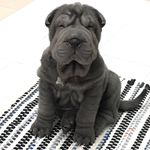 🅲🆄🅺🆈 Fluffy Blue Sharpei