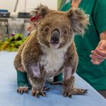 Currumbin Wildlife Hospital