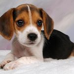 Beagle Dog Love