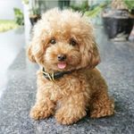 Cute Pet Dogs