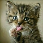 |CUTE|BABY|ANİMALS| |CUTE|BABY|ANİMALS|
