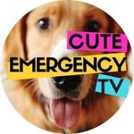 CuteEmergencyTV